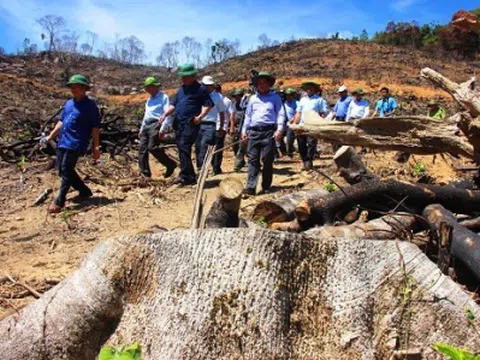Vụ phá 60,9ha rừng tại Bình Định: Đề nghị kiểm điểm Chủ tịch huyện