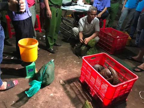 Bộ Công an bắt đối tượng buôn bán động vật hoang dã số lượng lớn