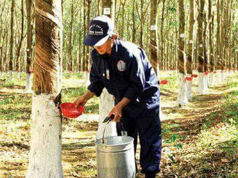 "Thay máu" DNNN phải làm từ gốc