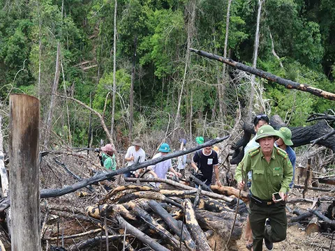 Phá rừng Tiên Lãnh: Đề nghị truy tố 2 bị can