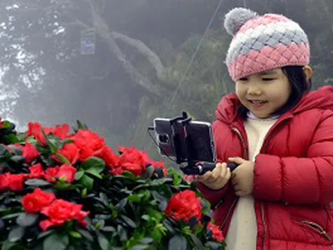 Tháng 4 về, Sun World Fansipan Legend rực rỡ sắc màu hoa đỗ quyên