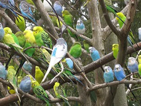 FLC Vĩnh Phúc chào đón du khách với vườn chim nhiệt đới đặc sắc