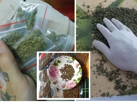 Phó Thủ tướng yêu cầu làm rõ thông tin mua bán cần sa trên mạng