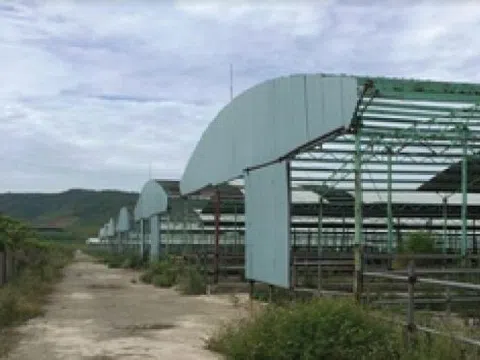 Vì sao nguyên Tổng Giám đốc đại dự án nuôi bò lớn nhất miền Trung bị khởi tố?