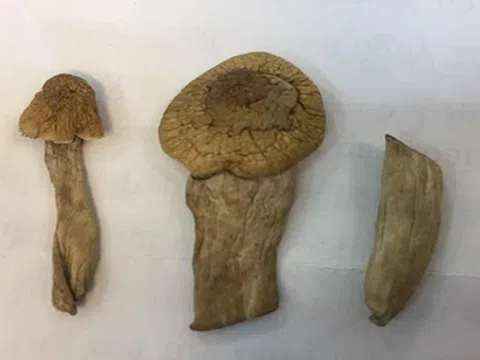 Bộ Công an điều tra loại nấm ma túy mới xuất hiện tại Việt Nam