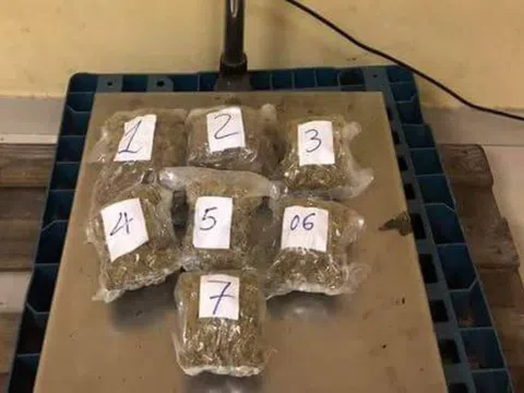 Phá đường dây vận chuyển 57kg cần sa từ Mỹ về Việt Nam