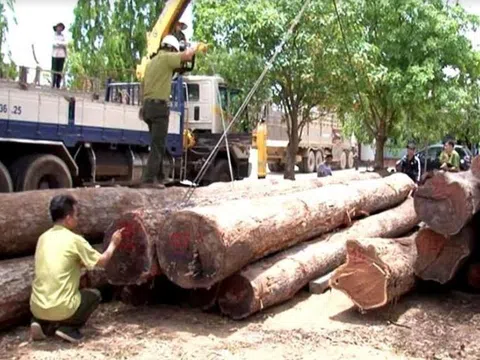 Khởi tố Hạt trưởng hạt kiểm lâm nhận tiền của trùm gỗ lậu Phượng “râu”