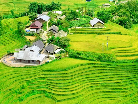 Fansipan mùa lúa chín đẹp ngỡ ngàng