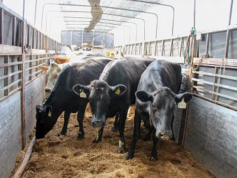 200 cô bò sữa hữu cơ "cưỡi" máy bay từ Úc về Việt Nam