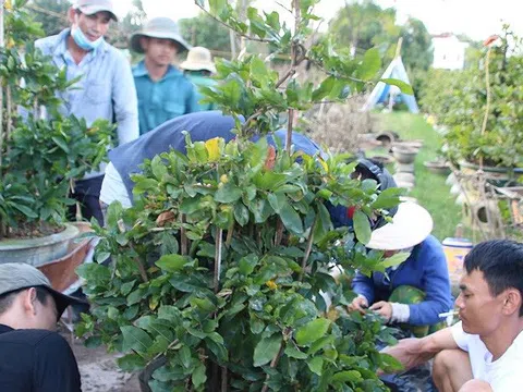 Người trồng mai Bình Định phấn khởi chờ Tết
