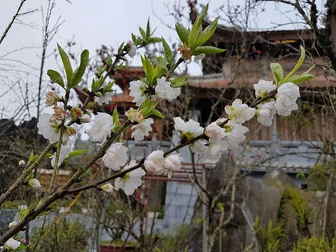 Bâng khuâng nhớ Cổ Mai trang