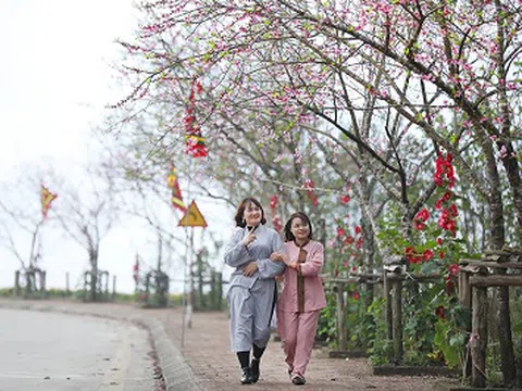 Chiêm ngưỡng nhiều giống đào quý hiếm đang bung nở tại Fansipan