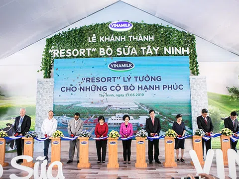 "Resort" bò sữa Vinamilk Tây Ninh: Ngôi nhà lý tưởng của những cô bò hạnh phúc