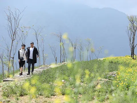 Mua hoa để làm gì? Lên Fansipan, tặng nàng cả ngàn hoa đẹp chẳng mất tiền mua