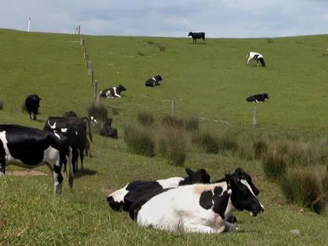 New Zealand bỏ hai loại thuế để hỗ trợ doanh nghiệp địa phương