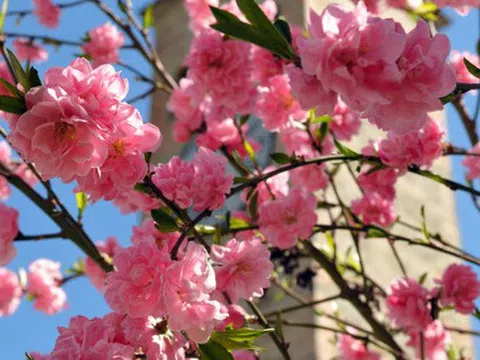 Tết Canh tý 2020 "chơi" hoa gì cho nhiều may mắn và tài lộc