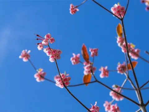 Đẹp mê mải hoa đào chuông trên đỉnh  Bà Nà