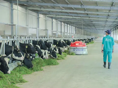 Bò sữa tại Resort của Vinamilk "ăn tết" như thế nào?