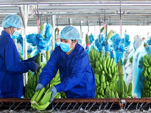 Thaco lần đầu có doanh thu nông nghiệp