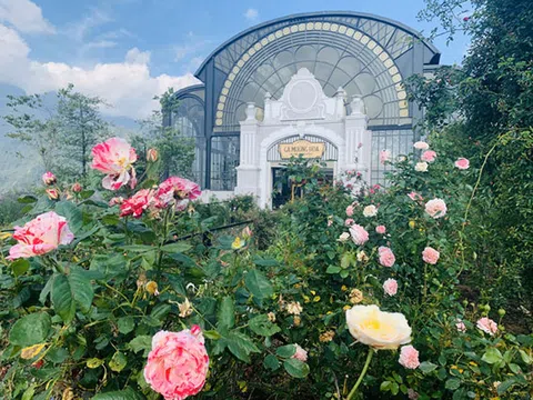 Việt Nam vừa có một thung lũng hoa hồng rộng 50.000 m2 được trao kỷ lục quốc gia, lại có thêm nơi để check-in hè này rồi!