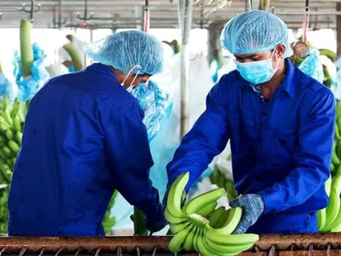 Doanh nghiệp được 'gỡ' hàng trăm tỉ đồng tiền thuế từ sửa đổi Nghị định 20