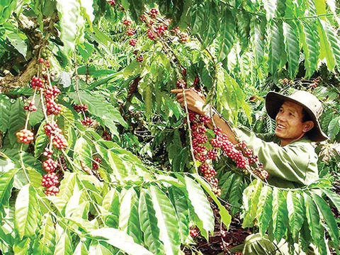 Đăk Nông tái cơ cấu nền nông nghiệp theo hướng nâng cao giá trị gia tăng và phát triển bền vững