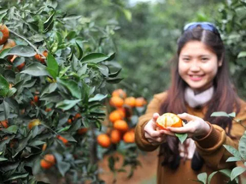 Cam Cao Phong tiếp thị bằng chỉ dẫn địa lý, VietGap và truy xuất nguồn gốc