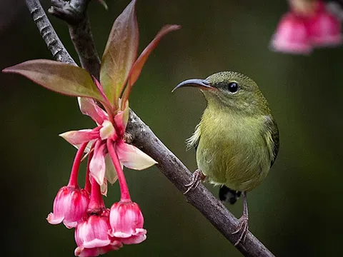 Ngẩn ngơ chiêm ngưỡng loài hoa đào chuông quý hiếm trên đỉnh Bà Nà