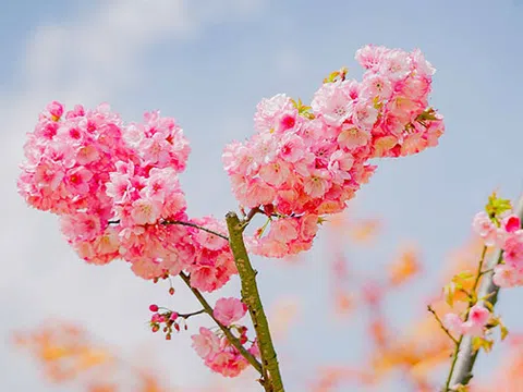 Đừng bỏ lỡ mùa anh đào đẹp như Nhật Bản ở Fansipan