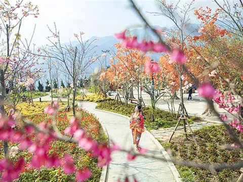 Ngất ngây thiên đường hoa anh đào đẹp lịm tim tại Sun World Fansipan Legend