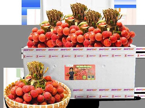 Vietjet chung tay đưa vải thiều Việt Nam xuất ngoại
