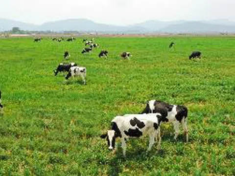 Siêu dự án trang trại của Vinamilk tại Lào sẽ “cho sữa” vào đầu năm 2022